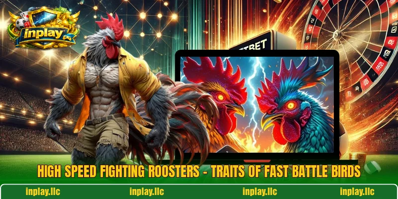 High Speed Fighting Roosters – Traits Of Fast Battle Birds
